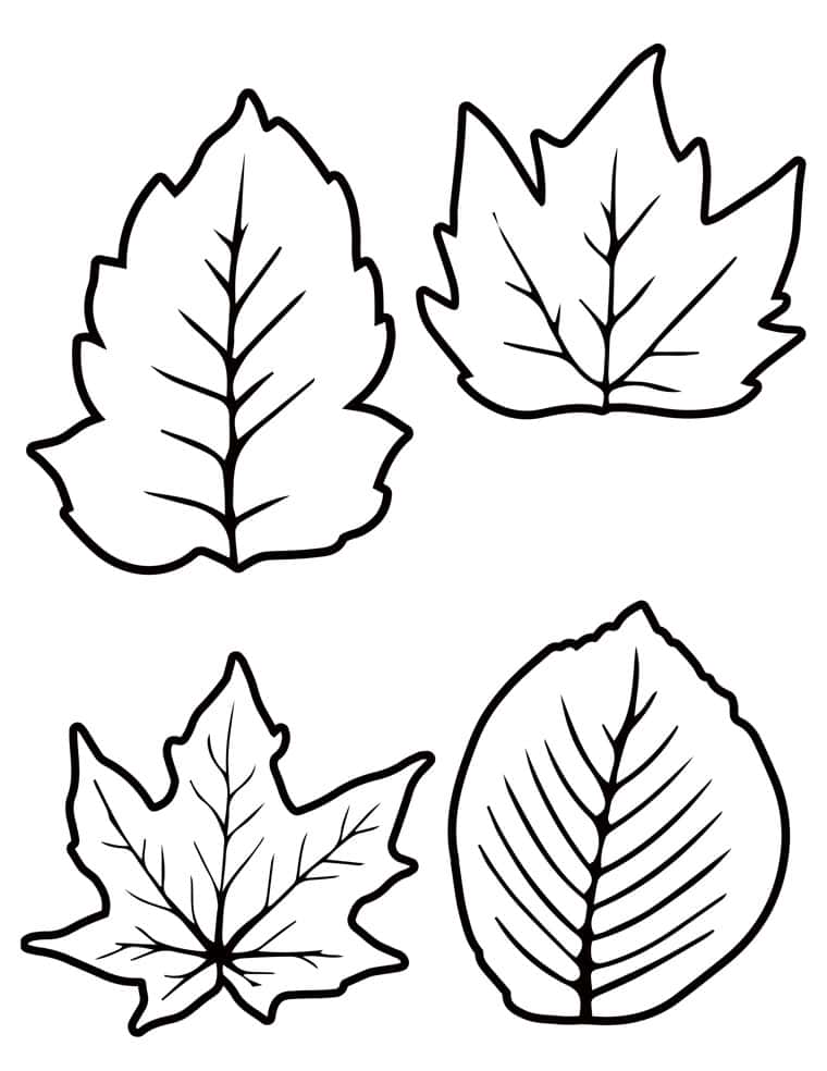 fall leaf template printable outlines four different kinds 