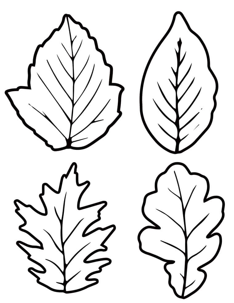 fall leaf template printable outlines 4 different kinds