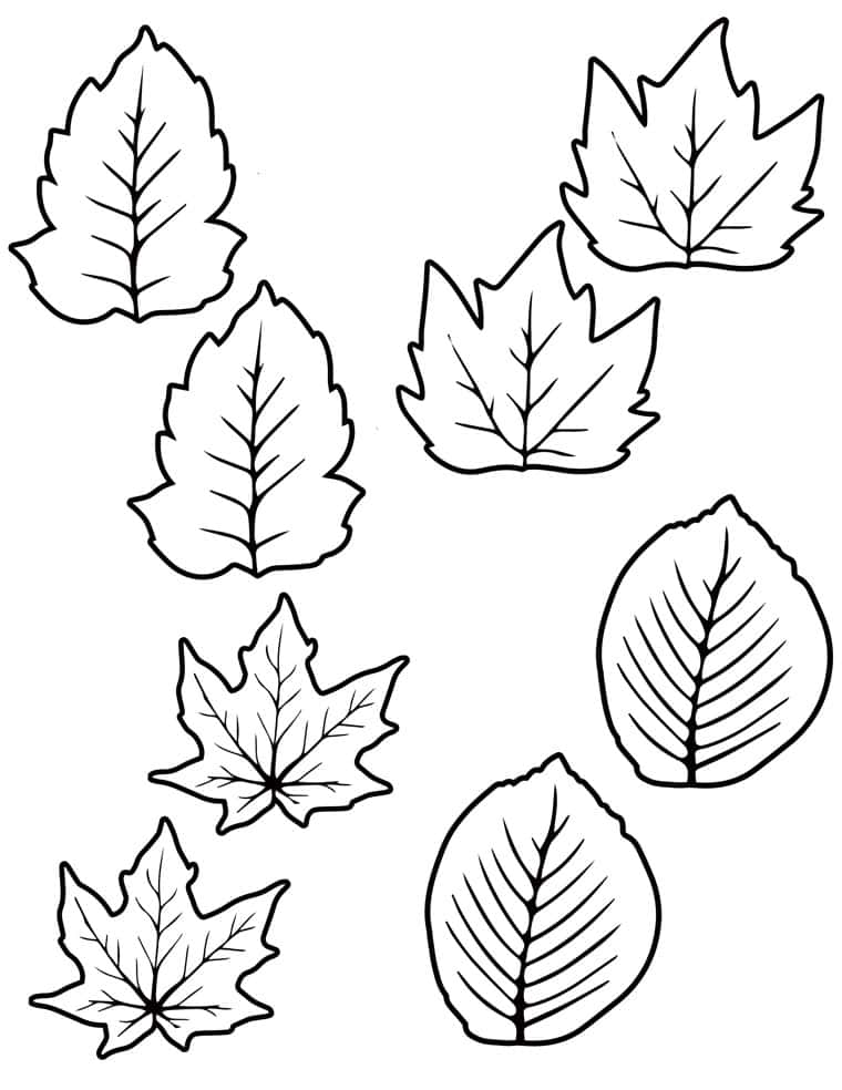 4 different kinds of leaf template outlines for craft