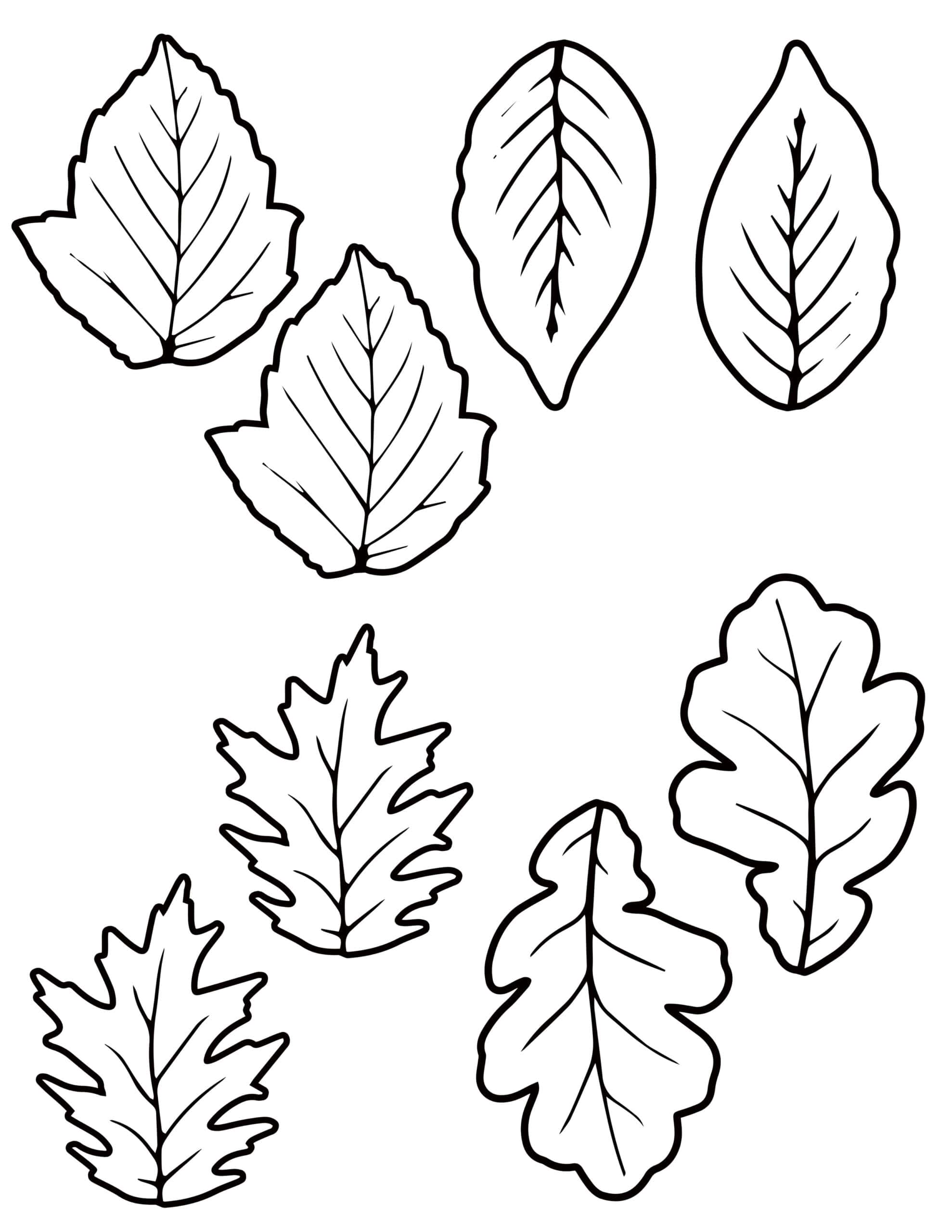8 Fall Leaf Template Printable Outlines: Different Sizes Free - A ...